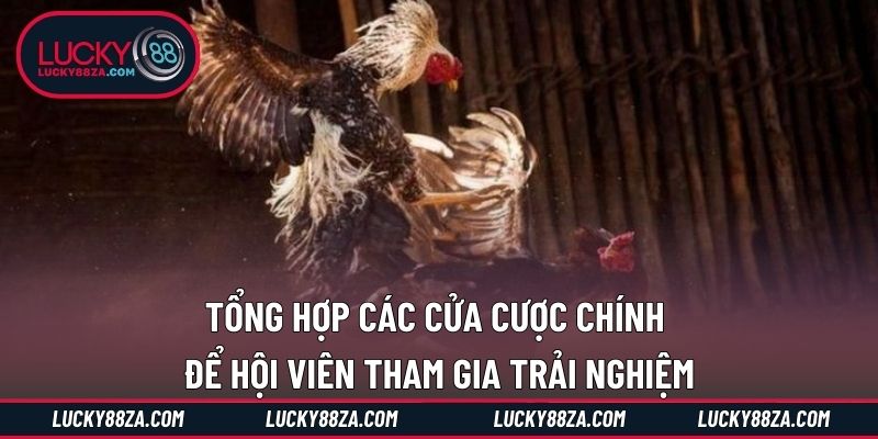 Tổng hợp các cửa cược chính để hội viên tham gia trải nghiệm